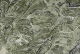 Polished Stromatolite (Baicalia) Slab - Australia #208189-1